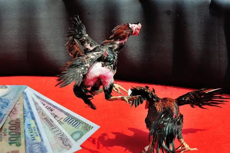 Bậc Thầy Đá Gà Sabong Tại M788 Bất Bại Mọi Kèo Cược